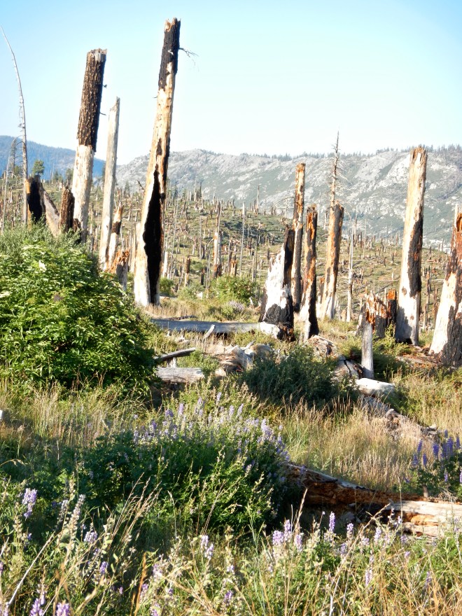 The site of the Rainbow Fire, 1992