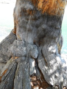 Close-up of the gnarly  tree trunk.