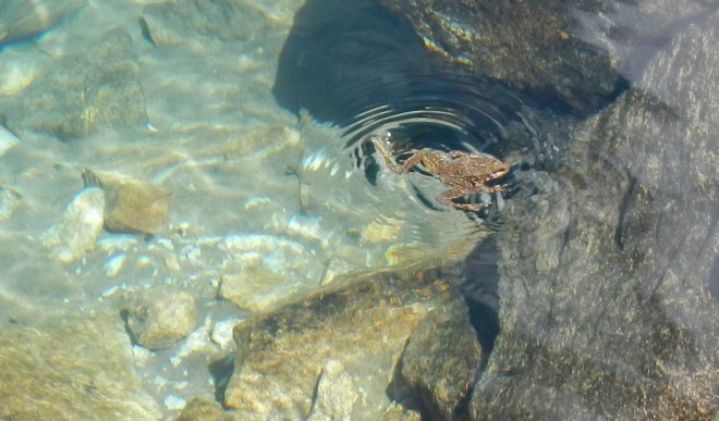 Yellow-legged mountain frogs were plentiful at the lake where we had lunch.