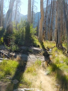 The standing dead and tender living.