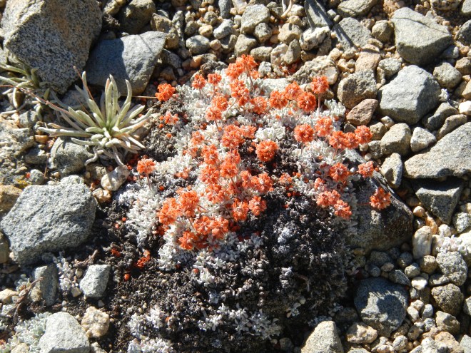 Not much grows up here, but the buckwheat is lovely!