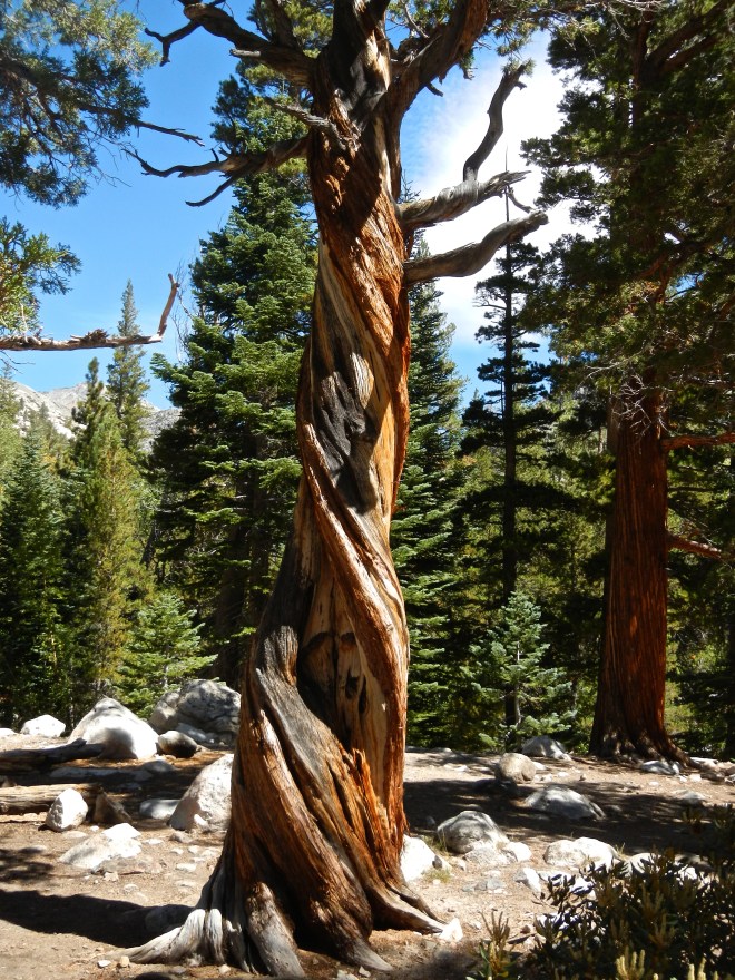A venerable twisted tree on the south end of the suspension bridge.
