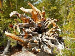 Even in death, the trees are perfect.