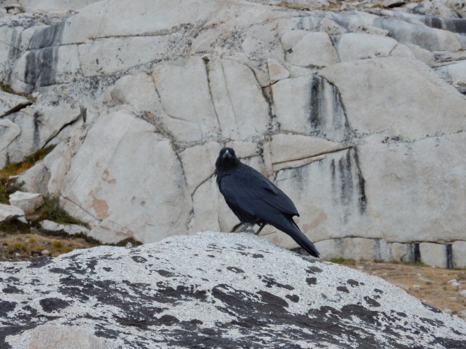 A raven talked to everyone passing by, sending us on our way up the switchbacks.