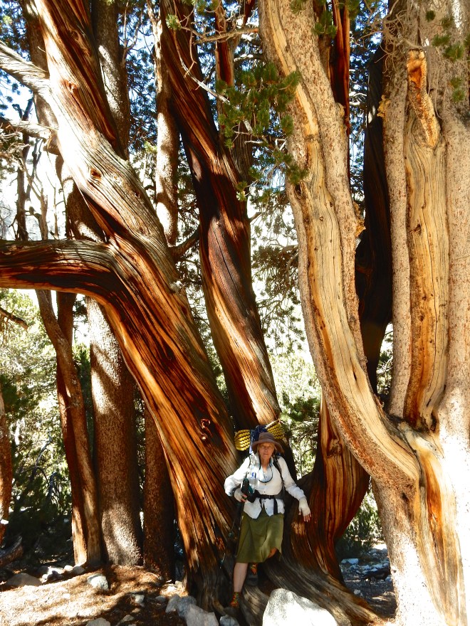 I asked Betty to take a picture of me with these gorgeous junipers. They make anyone look good!