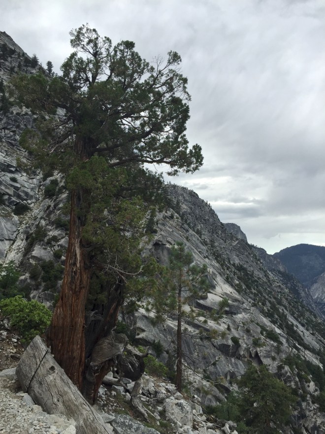 A lone juniper. I'd like to take portraits of them all!