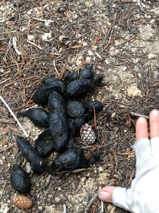Nice bear scat! My hand is there for size comparison. We saw lots of this, but so far, no bears.