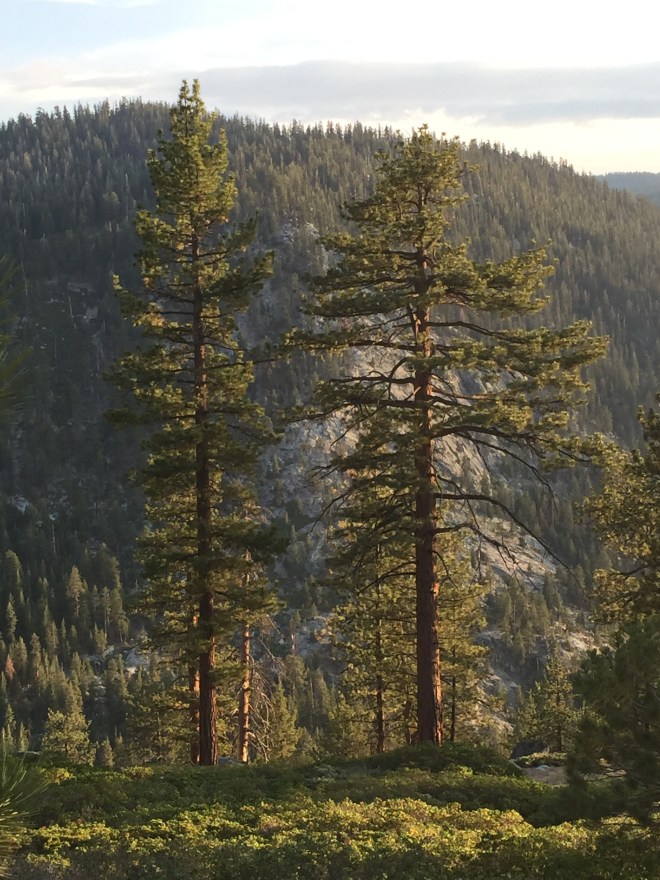 Ponderosas basking in magic light