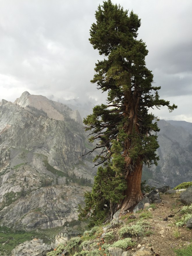 We regain the tree line.