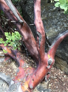 Monzanita is so picture-worthy.