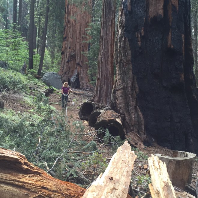 The Big Trees surrounded us.
