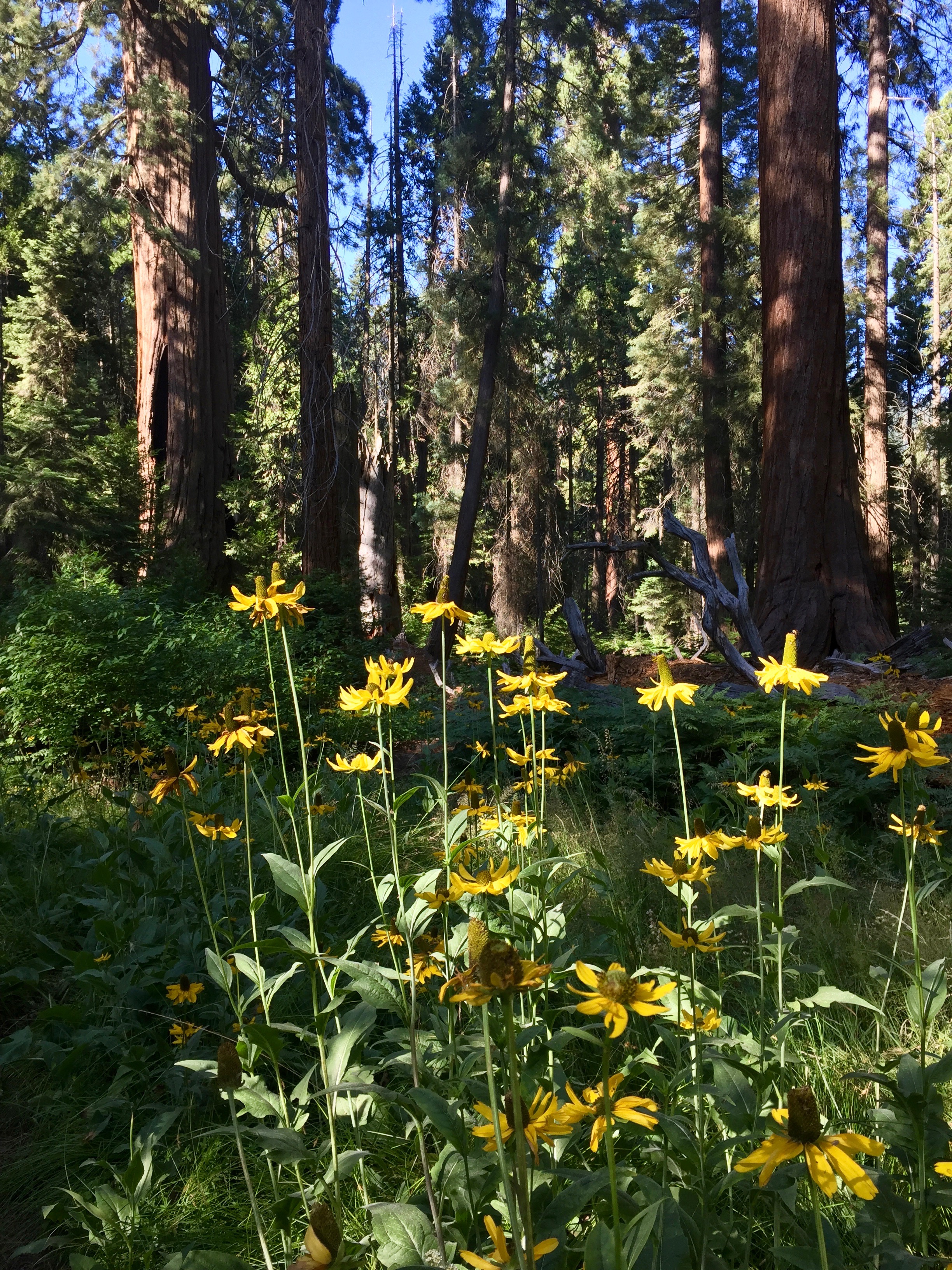 California Coneflowers